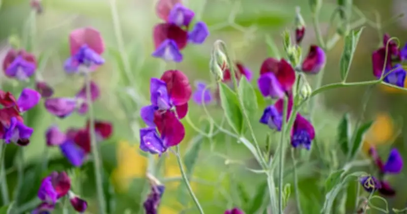 British Gardener's Sweet Pea Tip for Wave of Floral Colour and Scent