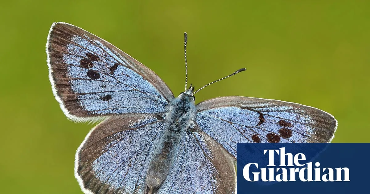 Britons to Vote for Favourite Butterfly in First Contest