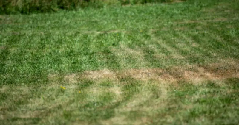Brits Urged to Water Lawns Early Morning to Fix Heatwave Brown Patches