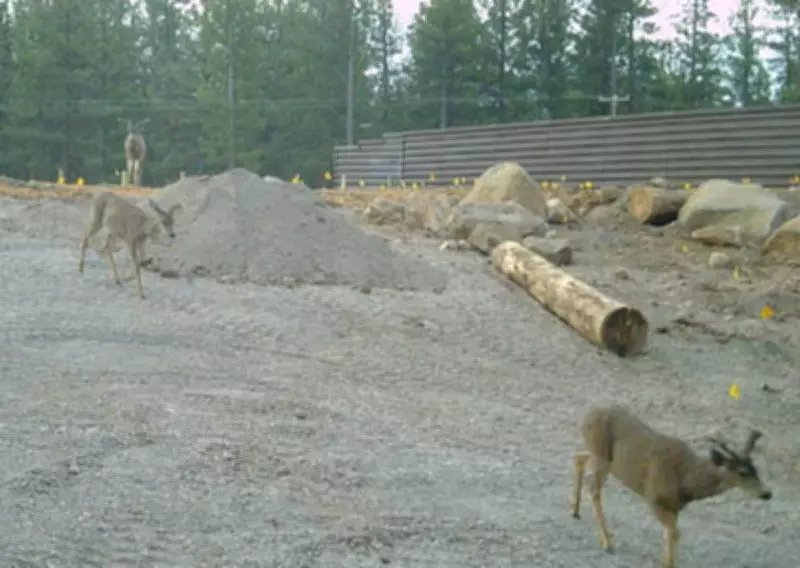 California's New Wildlife Bridge Aims to Protect Mule Deer Migration
