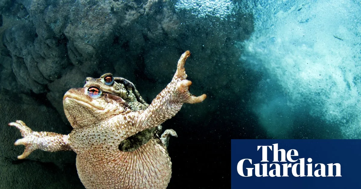 Britain's Vanishing Toads: Can They Be Saved from Road Tragedy?