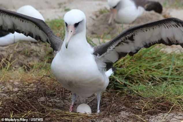 World's Oldest Known Breeding Bird, Wisdom the Albatross, Lays Another Egg at 68
