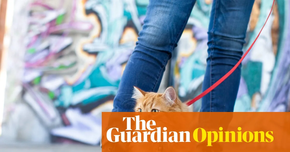 Cat Harness Trend Causes Dangerous Stress, Study Finds