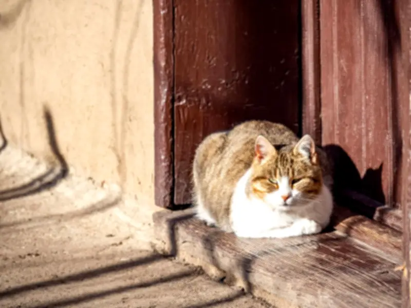 Cat Heatstroke Symptoms: UK Heatwave Poses Life-Threatening Danger to Pets