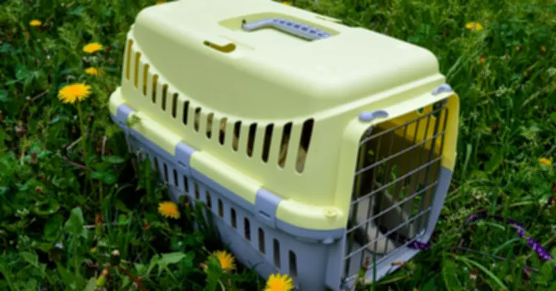 Cats Abandoned with Heartbreaking Note at Rescue Centre