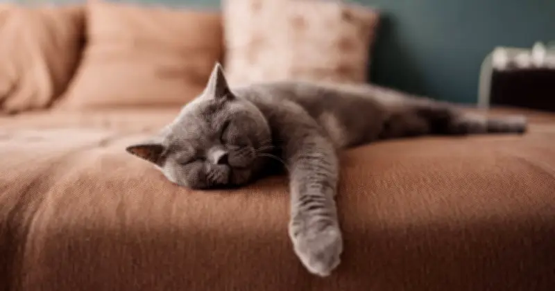 Cats Dream About Their Owners, Proving They Care While Sleeping