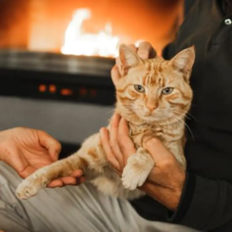 Cats Protection Issues Arthritis Alert for Owners of Cats Over 12