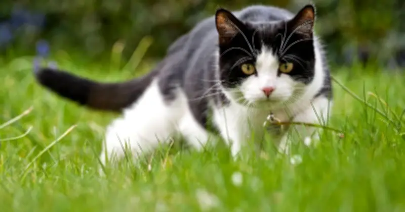 Cats Won't Go Near Gardens If You Scatter This 19p Item Everywhere