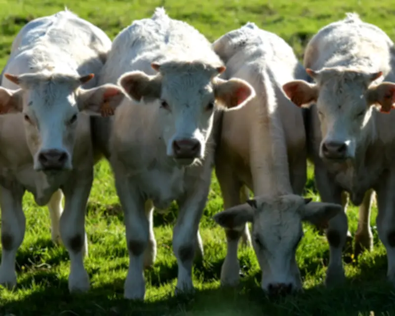 Cattle TB Vaccine Rollout in England from 2030 as Badger Cull Ends