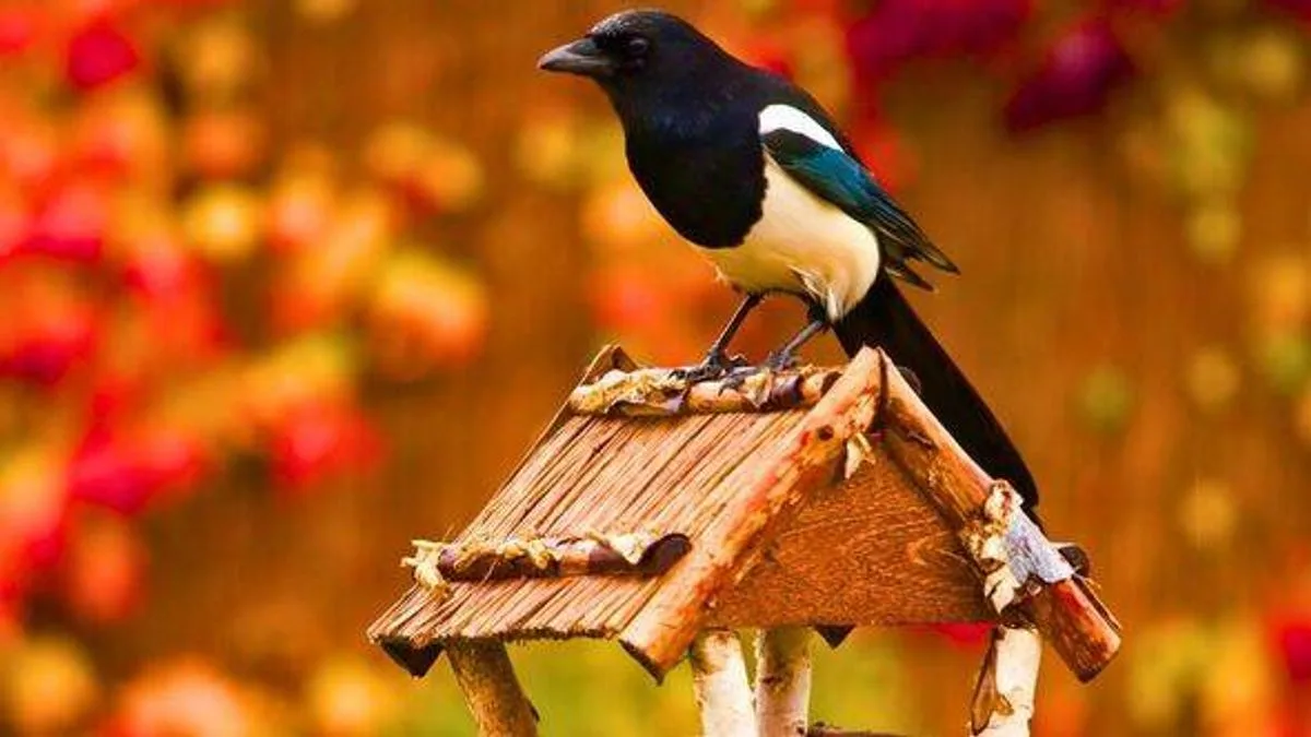 Garden Hack: Hang Old CDs to Deter Magpies and Attract Robins