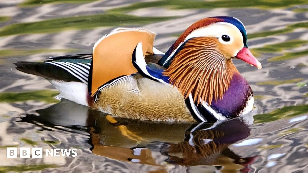 Mandarin Duck Takes New York by Storm as Social Media Sensation