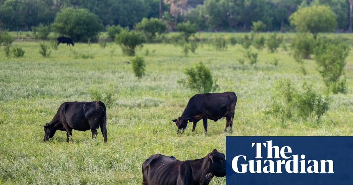 Legal Challenge to Trump's Cattle Grazing Plan on 24m Acres