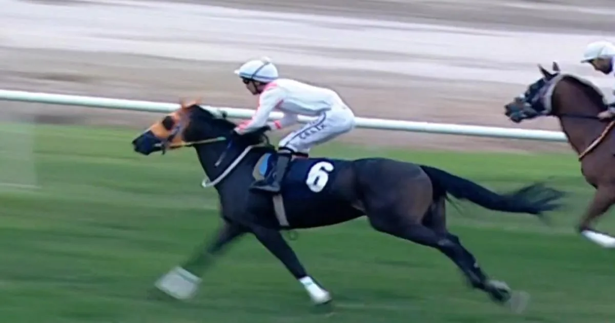 English Racehorse Killed and Served in Turkish Soup Kitchen