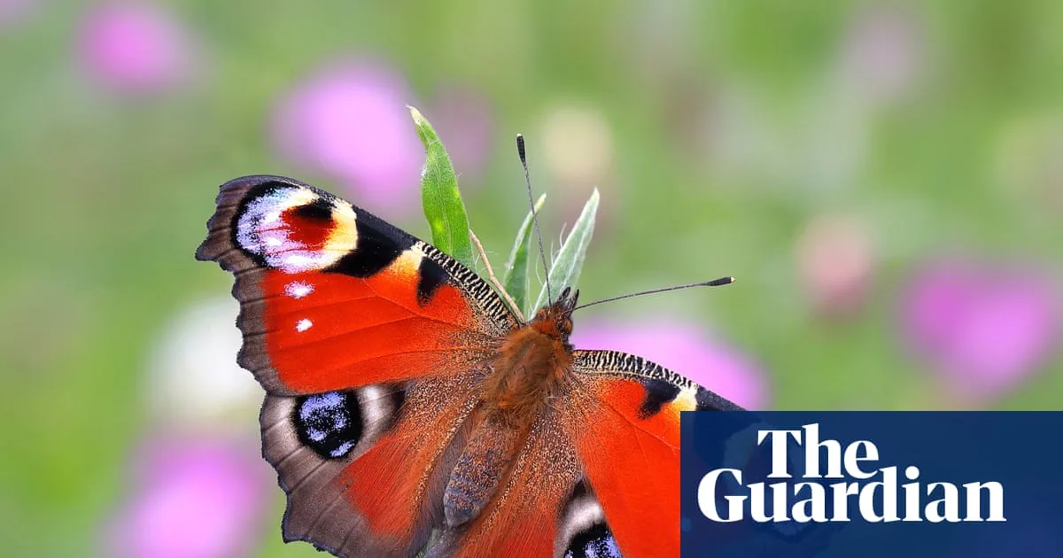 Peacock Butterfly Crowned Britain's Favourite in Landmark Poll