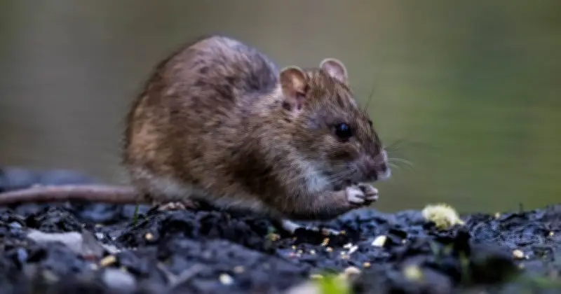 Cheap £1 Natural Repellent to Keep Rats Away from Your Home