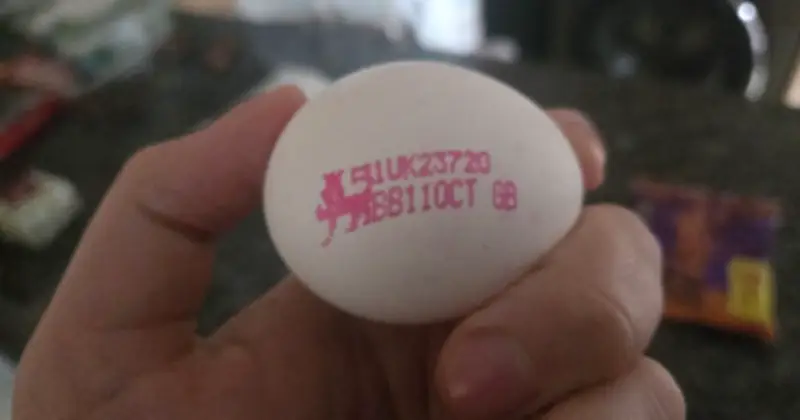 Check Eggs for 8-Digit Code to Avoid Salmonella Risk