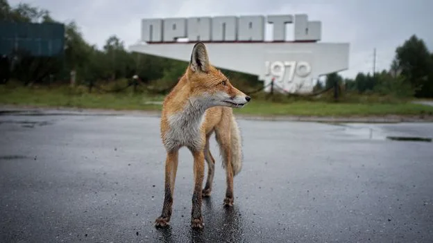 Chernobyl's Mutant Wildlife: Black Frogs and Evolving Dogs