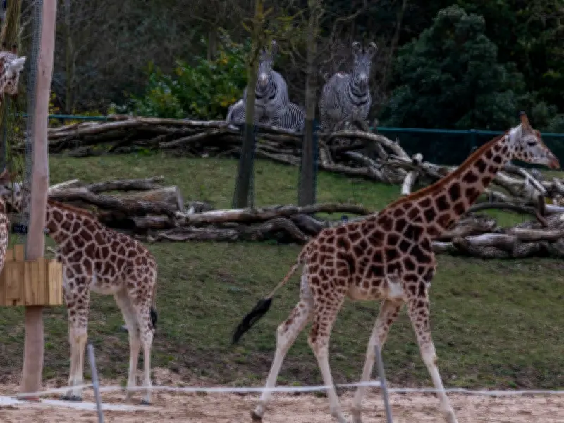 Chester Zoo Closes Early at 2pm Due to Extreme Heat Warning