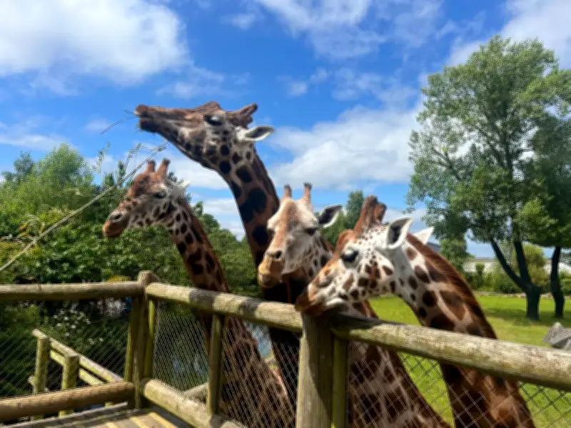 Chester Zoo Launches £10 Afternoon Ticket Offer for Summer 2026
