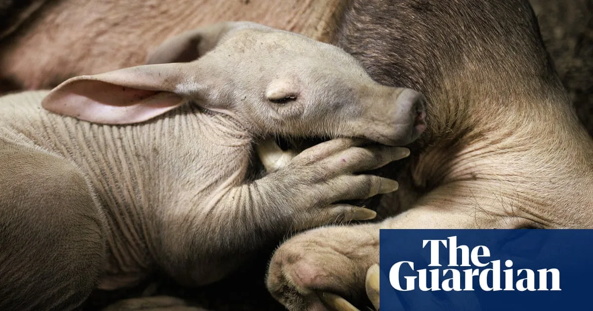 Chester Zoo Welcomes Rare Aardvark Calf Nicknamed Womble