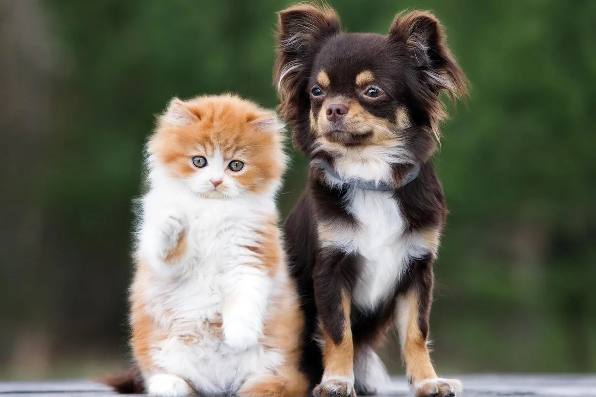 Chewy Faces $46m Lawsuit Over Autoship Pricing