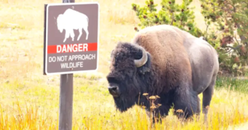 Child Injured by Bison at Yellowstone National Park