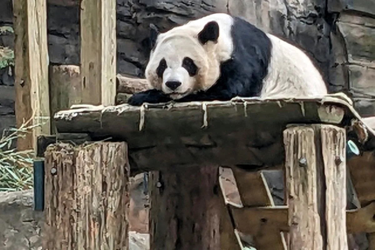 China to send giant pandas to Atlanta zoo amid diplomatic efforts
