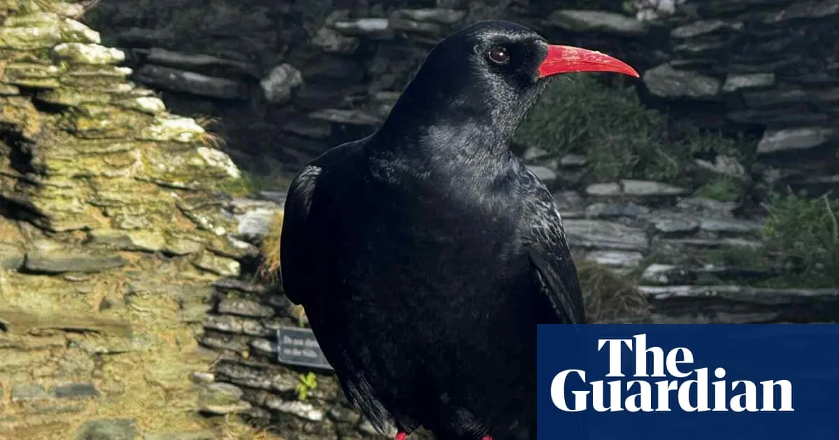 Choughs Return to Tintagel Castle After Decades