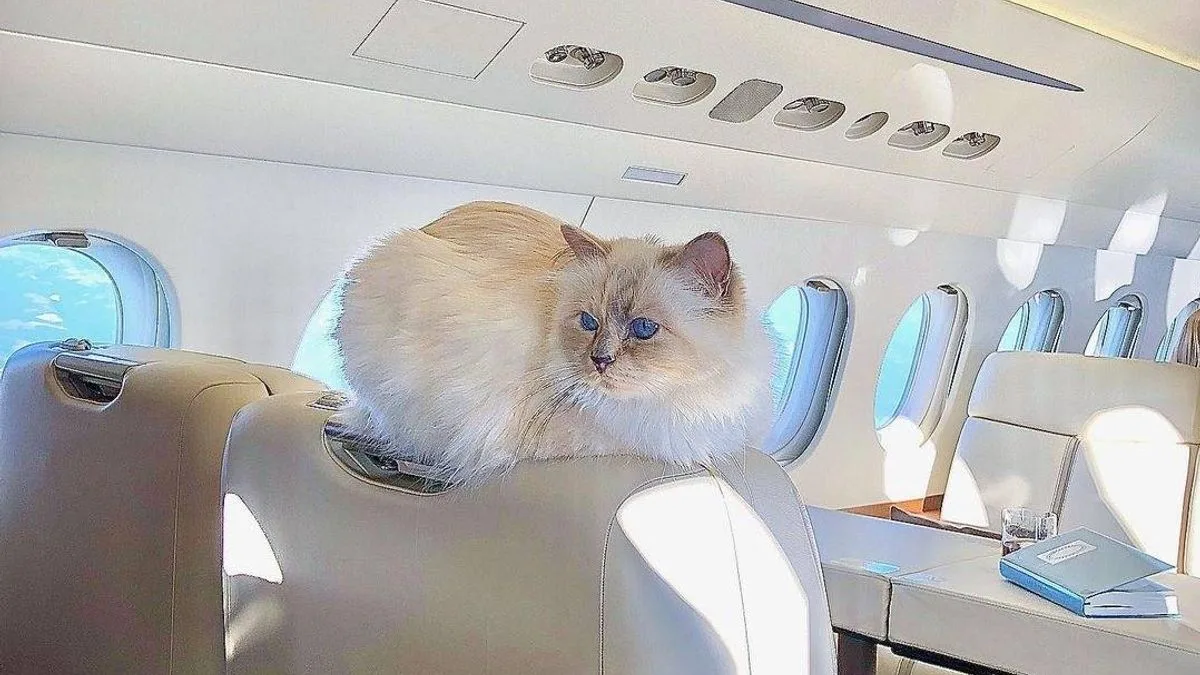 Choupette the Cat Now Broke After Lagerfeld's Death