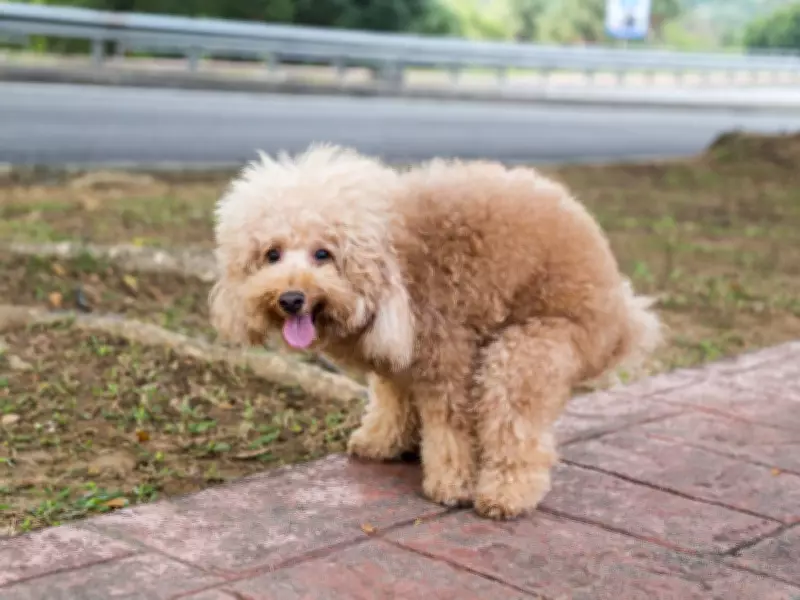 Chris Packham explains why dogs spin in circles before pooping