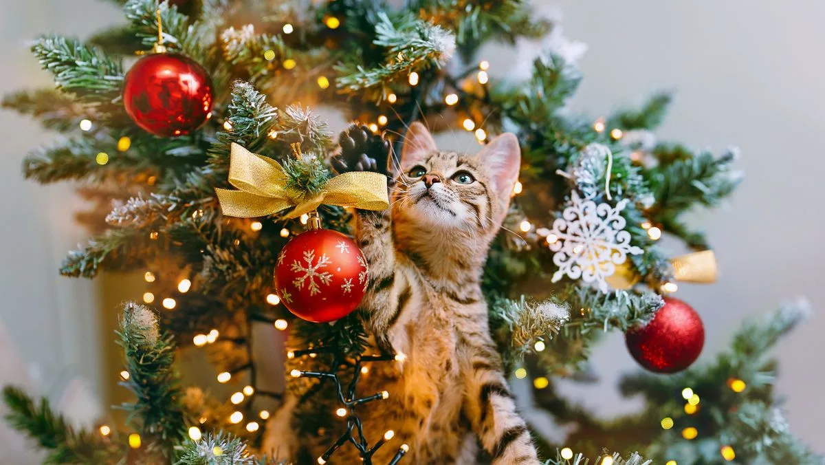 Christmas Trees Pose Toxic Risk To Cats, Charity Warns