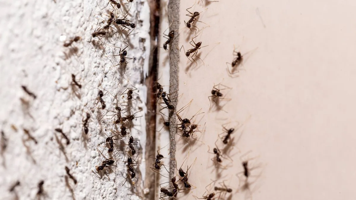 Cinnamon Spray: A Natural Ant Deterrent for Your Home