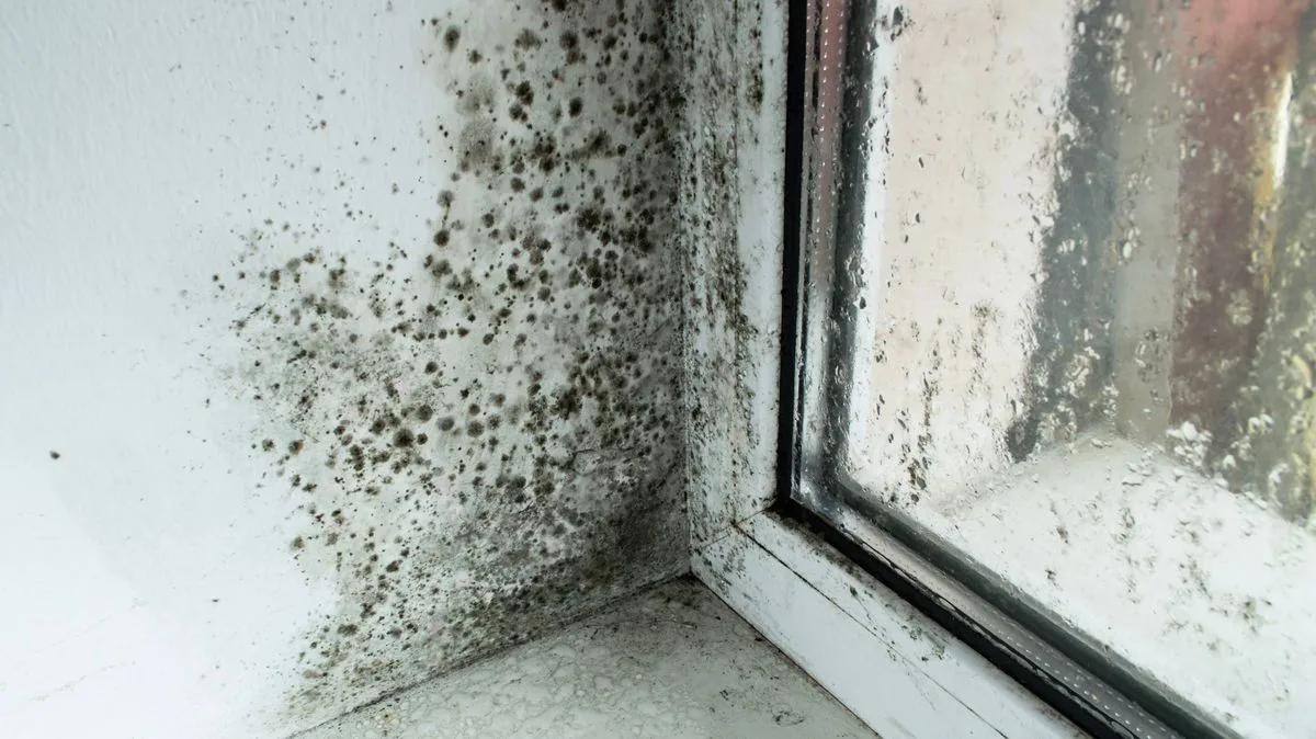 Mould Vanishes in Minutes with Simple Kitchen Towel Hack