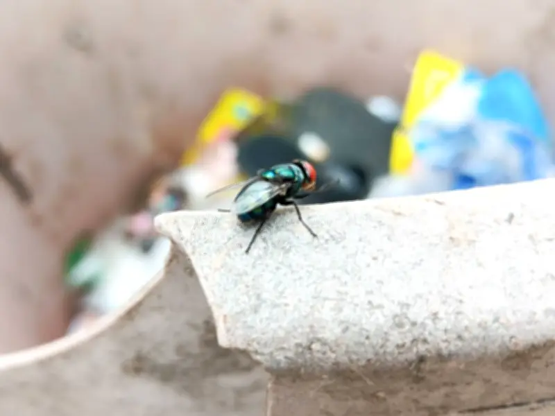 Cleaning Pro Reveals 1 Household Item That Repels Flies From Bins