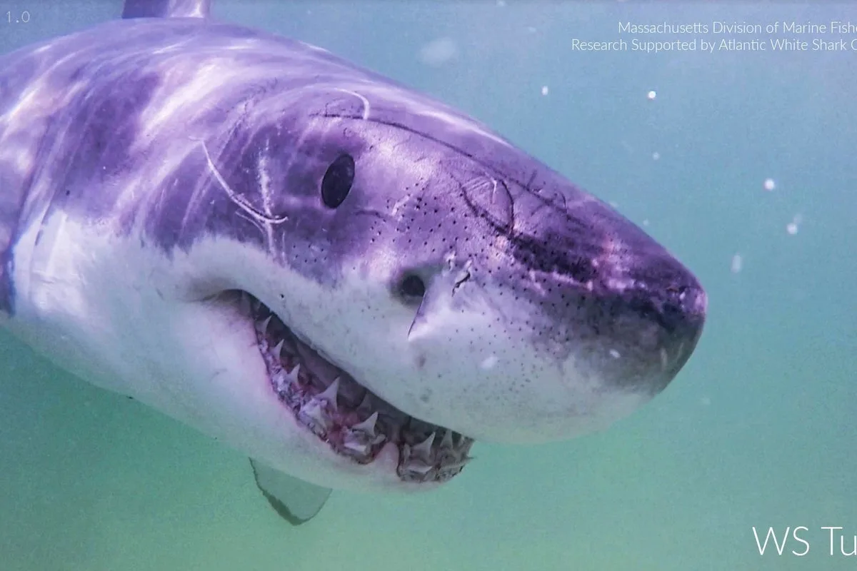 Acidic oceans could weaken shark teeth, scientists warn