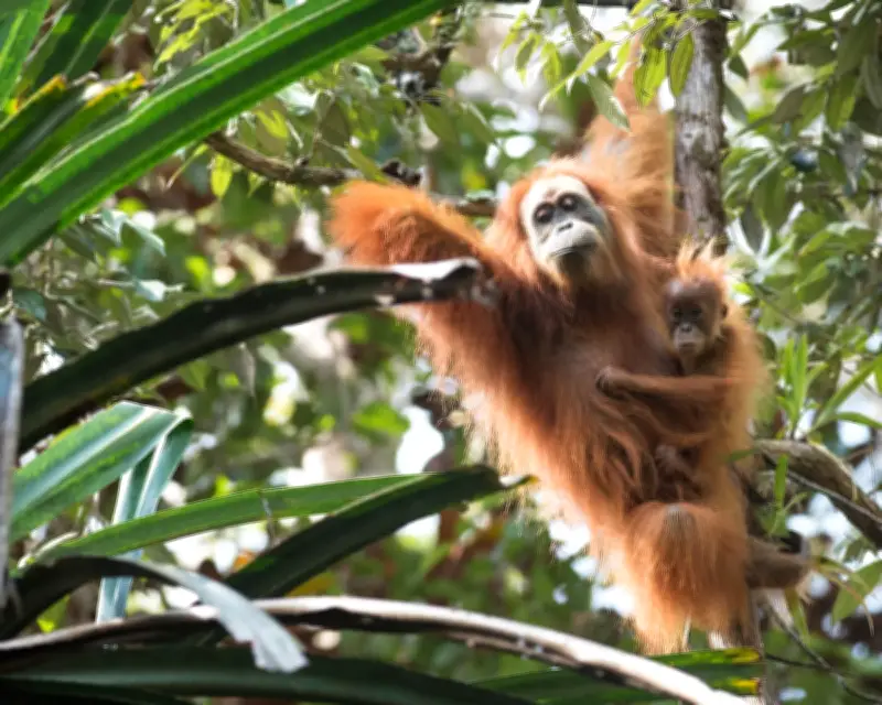 Climate-Fueled Rain Killed 7% of World's Rarest Orangutans, Study Finds