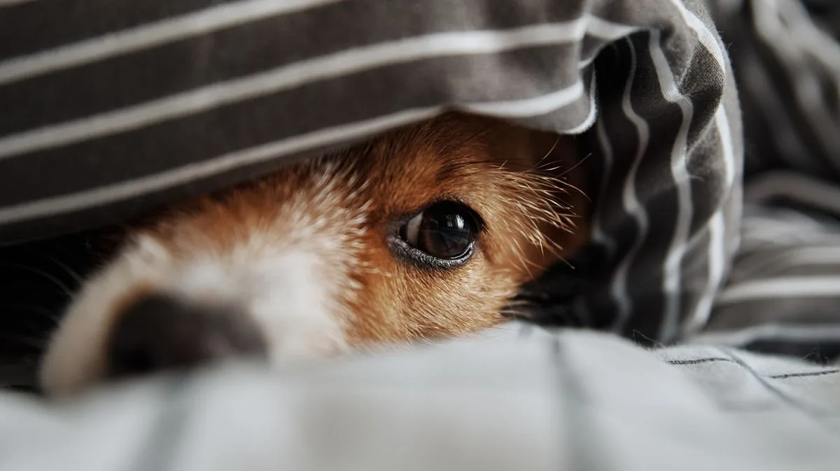 Clocks Changing Can Disrupt Pet Routines, Expert Warns