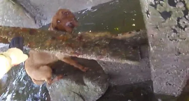 RNLI Crew Rescues Frightened Dog That Fell 10ft into Sea in East Lothian