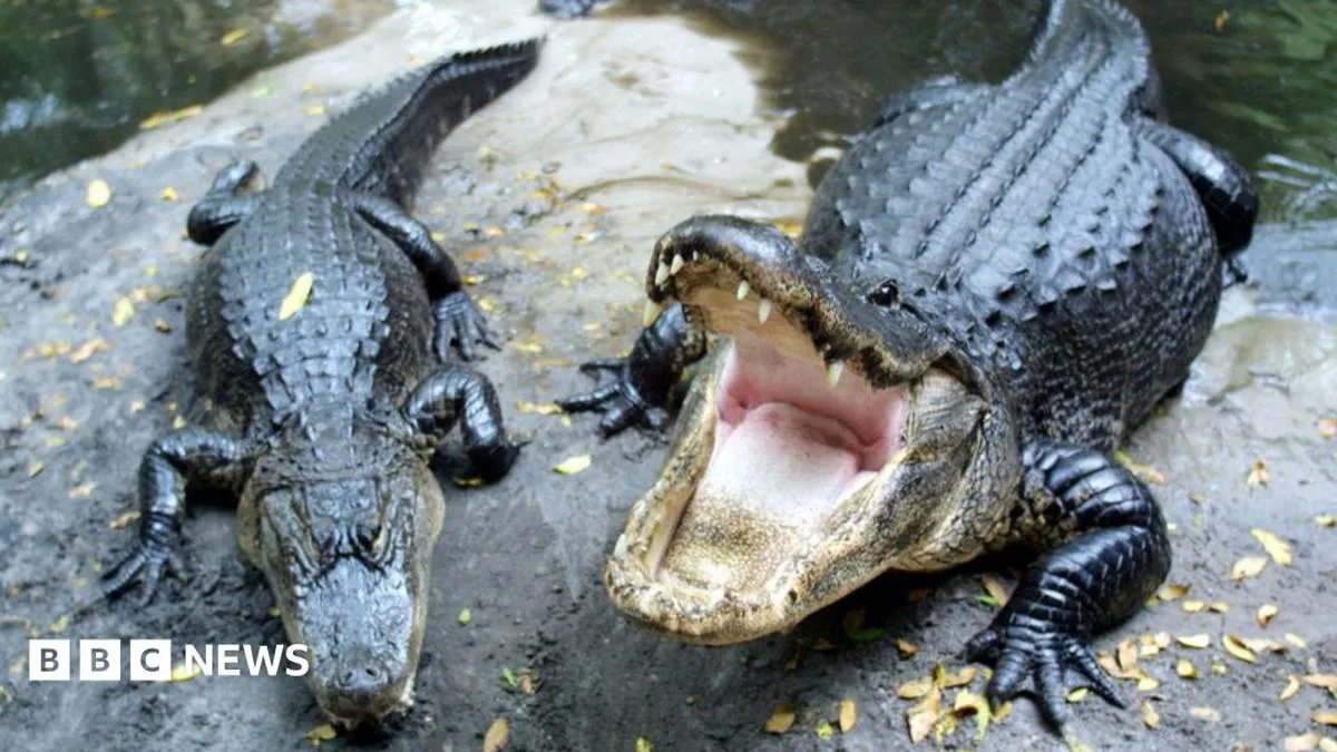 Tennessee Police Joke About 'Meth-Gators' After Drug Bust Goes Viral