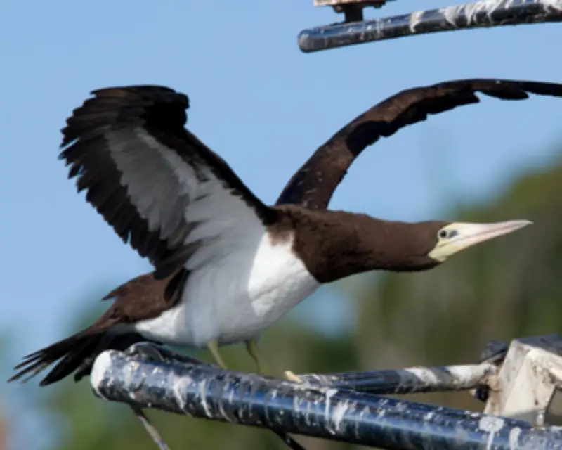 Cocos Booby Frenzy: Why Twitchers Flock to Australia's Rare Birds