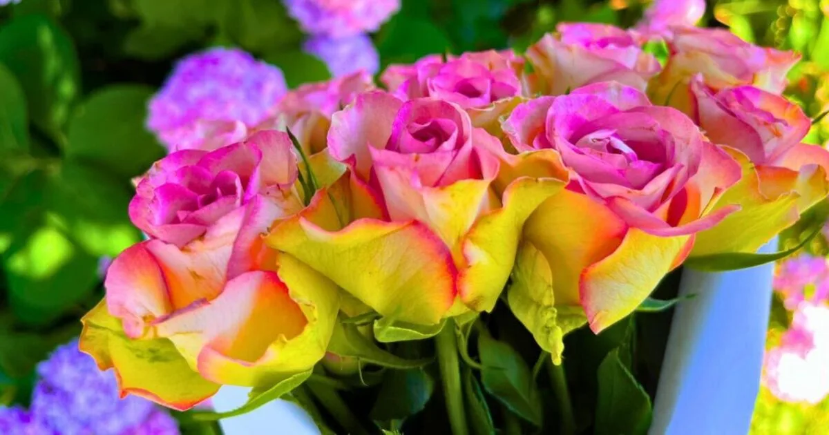 Coffee Grounds Boost Hydrangea Blooms This Summer