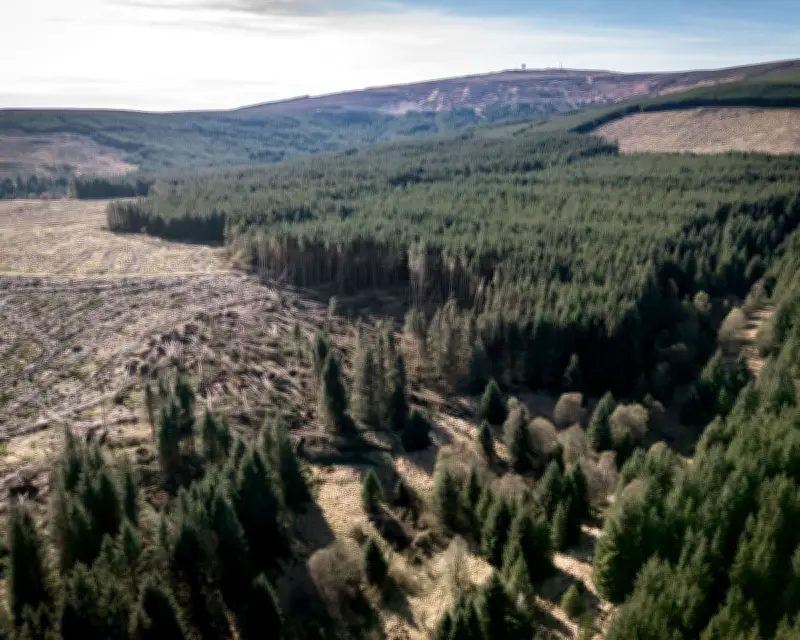 Commercial Forests and Biodiversity: Readers Debate Kielder and Tax Breaks