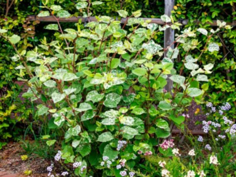 Common Garden Plants That Can Damage Your Home and Insurance Claims