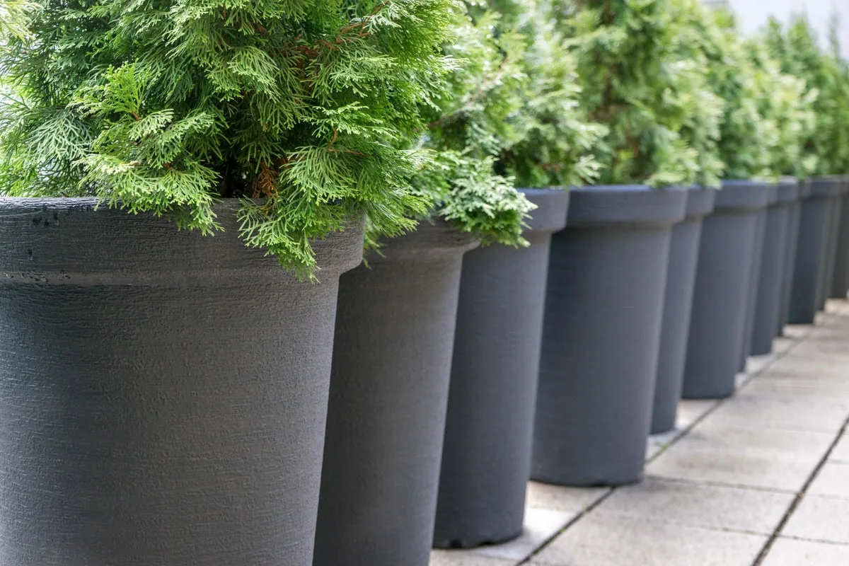 Conifers Bring Structure, Colour and Carbon Benefits to Urban Gardens