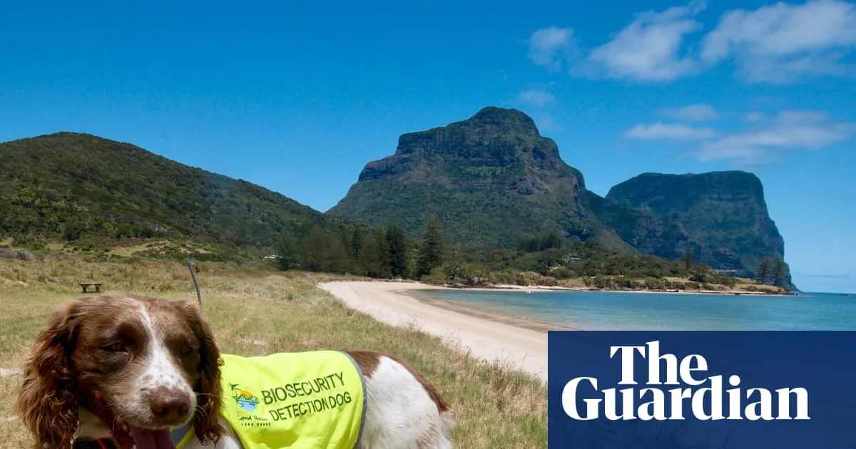 Conservation Hero Dog Sebbi Retires From Lord Howe Island Duty