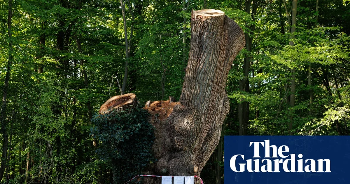 Contractor Behind Ancient London Oak Felling Identified