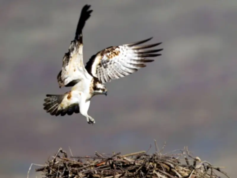 Cors Dyfi Nature Reserve: Ospreys, Beavers, and Homemade Cakes
