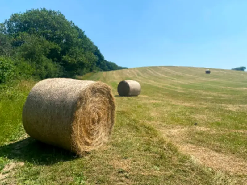 Country Diary: Haymaking Race Against Time Amidst Unpredictable British Weather