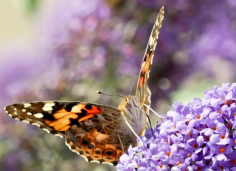 Country Diary: Painted Lady Summer a Lepidopterists' Legend