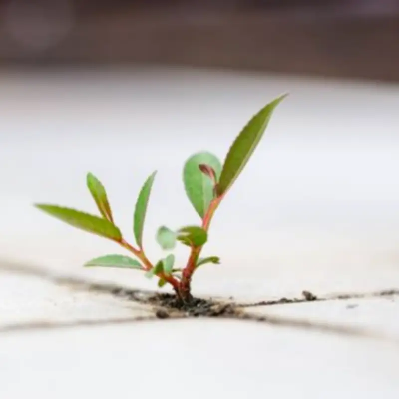 Couple Finds Plant in Living Room, Discovers Major Home Issue